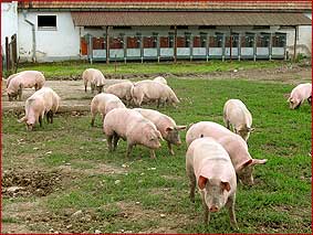 Alternative Haltungsmethode von Schweinen einer unserer Zulieferer